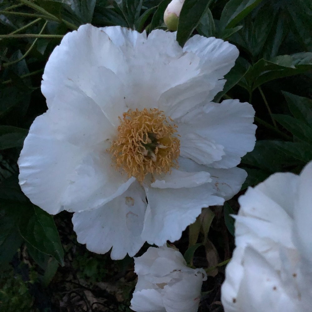 Meet your Posher, Angela